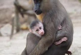 Tchimpounga Mandrills Successfully Released Back Into Wild