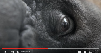 Make a Difference: Inspirational Video with Jane Goodall
