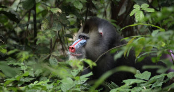 Endangered Species Day Round Up