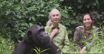 Meet Tchimpounga’s Dr. Rebeca Atencia