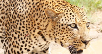 Big Cats Beyond Cecil: Protecting African Leopards