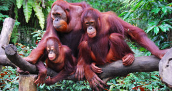 Orangutans: Humans of the Forest, Losing Their Forest