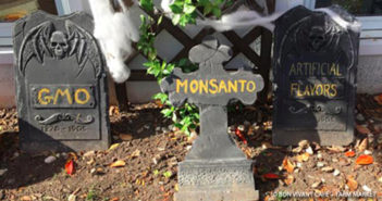 Tales from the Food Crisis: The True Horrors of GMOs