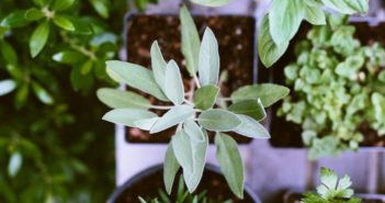 Houseplants: Little Bit of Nature, Whole Lot of Change