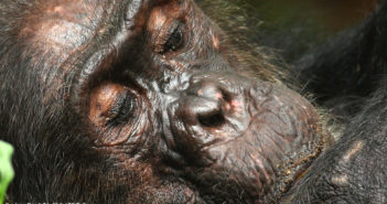 JGI Jungle Journals: Notes From Gombe, Tanzania Part II