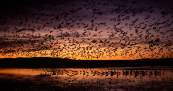 International Migratory Bird Day: Birds of a Feather, Fly Together!