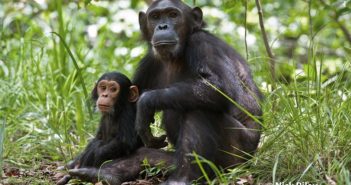 Creating Change for Chimps on Great Apes Giving Day