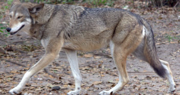 Hope for Animals: Don’t Let the Last Howls of Red Wolves Go Unnoticed