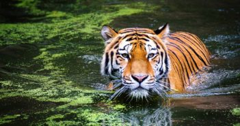 Will Tigers Still Exist by 2022, the Year of the Tiger?