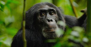 Best of 2018: ‘Rise of the Warrior Apes’ Wins Top Doc Film Awards!