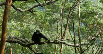 Chimpanzee rests on a tree branch in Gombe National Park, Tanzania