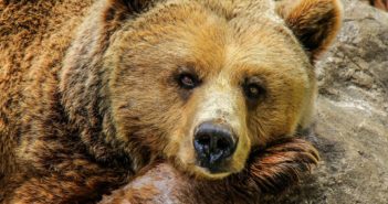 JGI Advocacy and What You Can Do to Protect Endangered Species