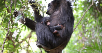 Every Individual Can Make a Difference for World Wildlife