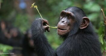 Tchimpounga’s Chimpanzee Welfare Index: Future of Improved Captive Welfare