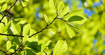 Top 10 New Year’s Resolutions for Conservationists Close-up photo of a lush branch on a bush or tree, bathed in sunlight.