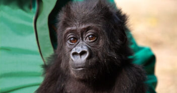 A close-up photo of a baby gorilla. Behind her is what looks to be a person in a green shirt.