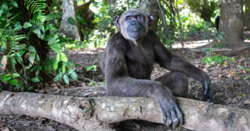 A chimpanzee (Wounda) sits alone, surrounded by greenery with her arm resting on a wood log.