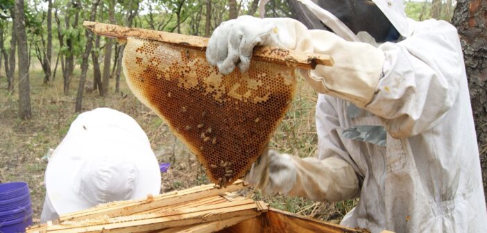 A photo of two people in beekeeper outfits standing outside next to a wooden box containing a bee hive. One of the people is pulling out a honey comb attached to a narrow piece of wood.