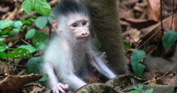 The Jane Goodall Institute’s Impact: Care for the Tapestry of Life