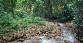 Dr. Jane Goodall’s 2025 Earth Day Message A stream in Gombe National Park. Photo by Jen Croft.