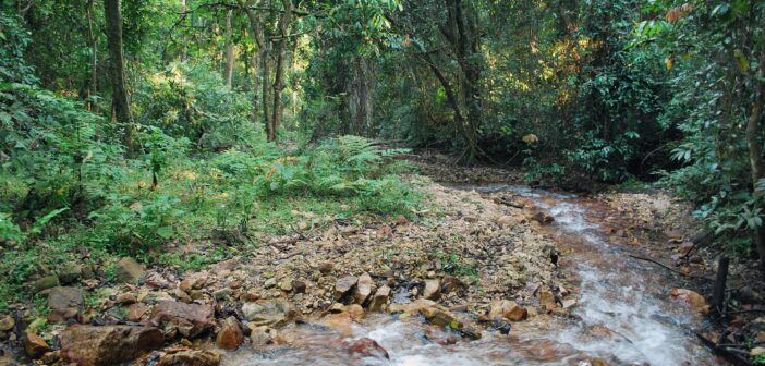 A stream in Gombe National Park. Photo by Jen Croft.