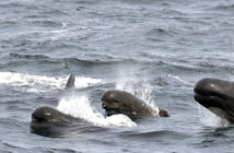 Long-finned pilot whales emerge from gray ocean water. Credit: Bill Thompson/USFWS