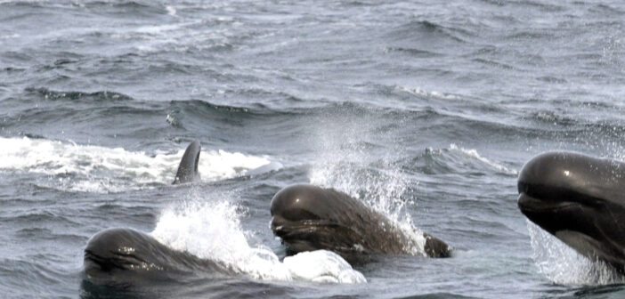 Long-finned pilot whales emerge from gray ocean water. Credit: Bill Thompson/USFWS